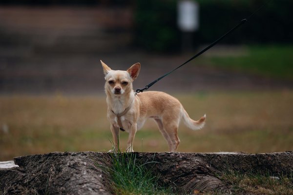 Exploration des Maladies Neurologiques chez nos Animaux de Compagnie : Guide Complet pour Comprendre et Traiter